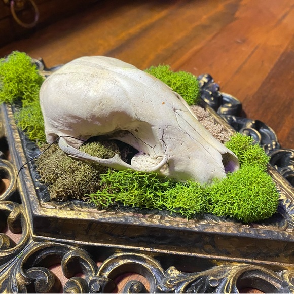 Raccoon Skull Moss Victorian Style Frame Decoration - Picture 9 of 13